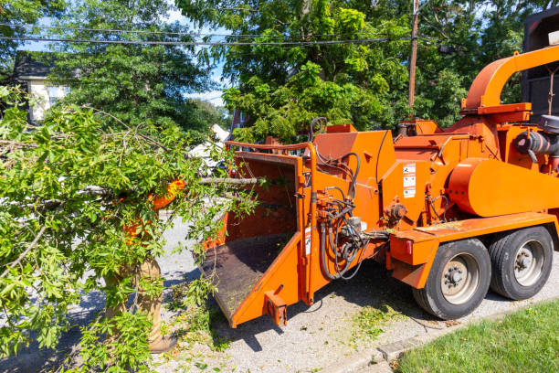 Best Emergency Storm Tree Removal  in Socastee, SC